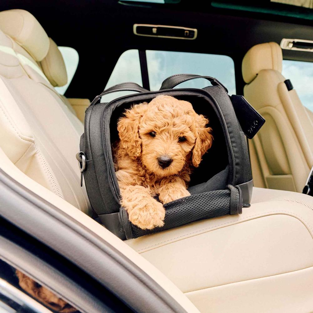 a small brown dog lays in a dupree installed into a car