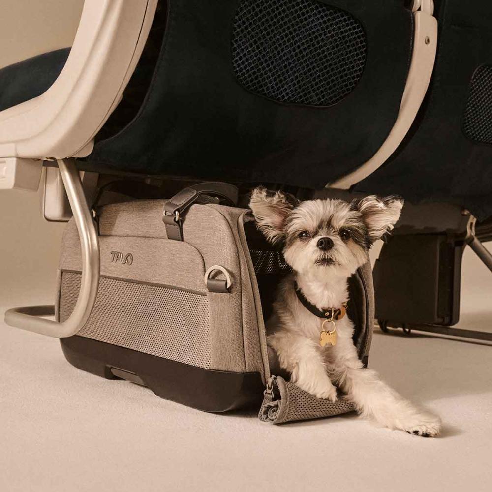 A Merle fashion Dupree sits under and airplane seat with a small gray and white dog sitting in it