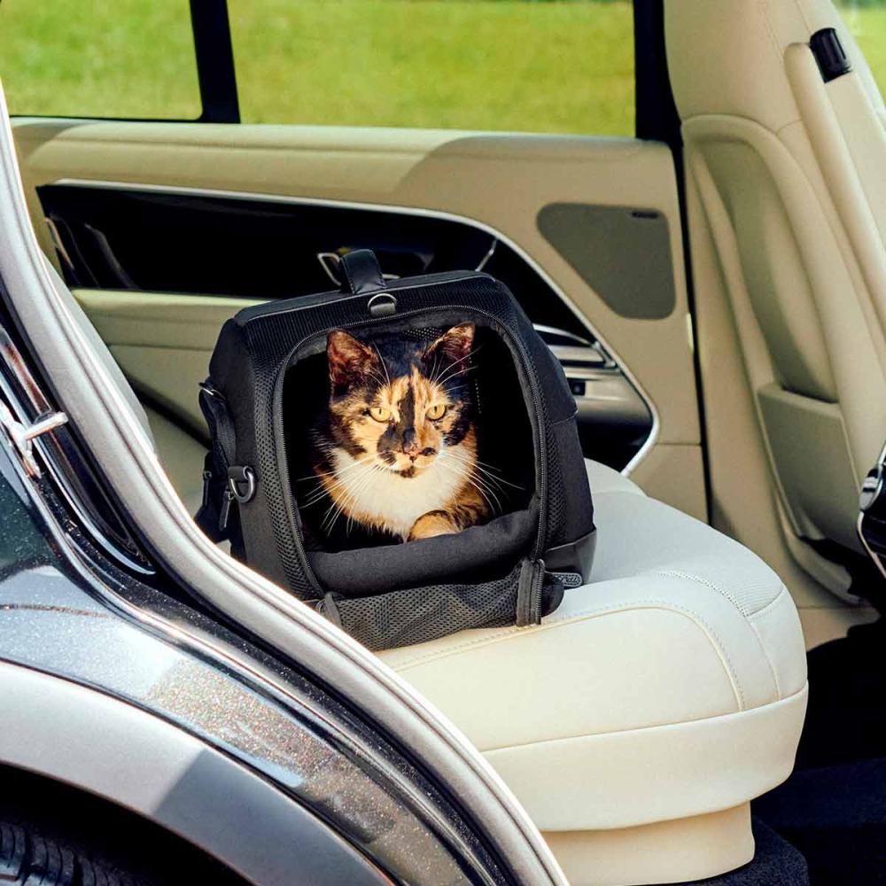 A multicolored cat sits in an Onyx fashion Dupree which is installed in the backseat of a car 