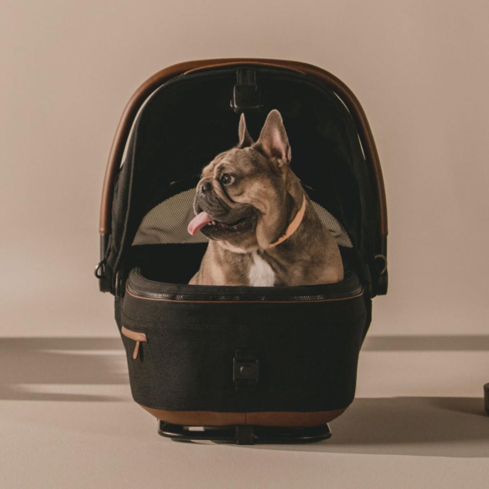 A brown dog sitting in the Maeve carrier in onyx fashion with open canopy.