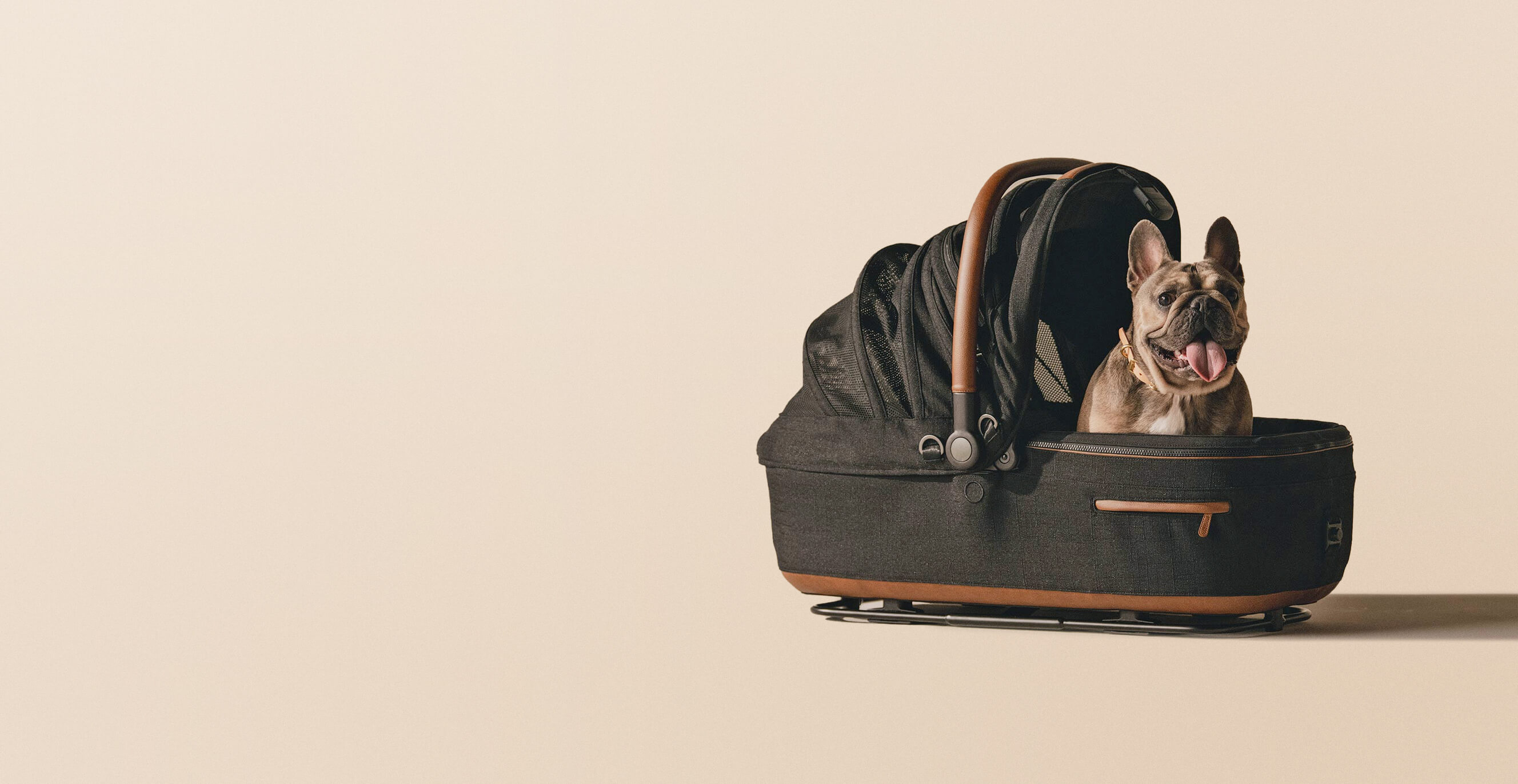 brown dog sitting in black maeve carrier on neutral set