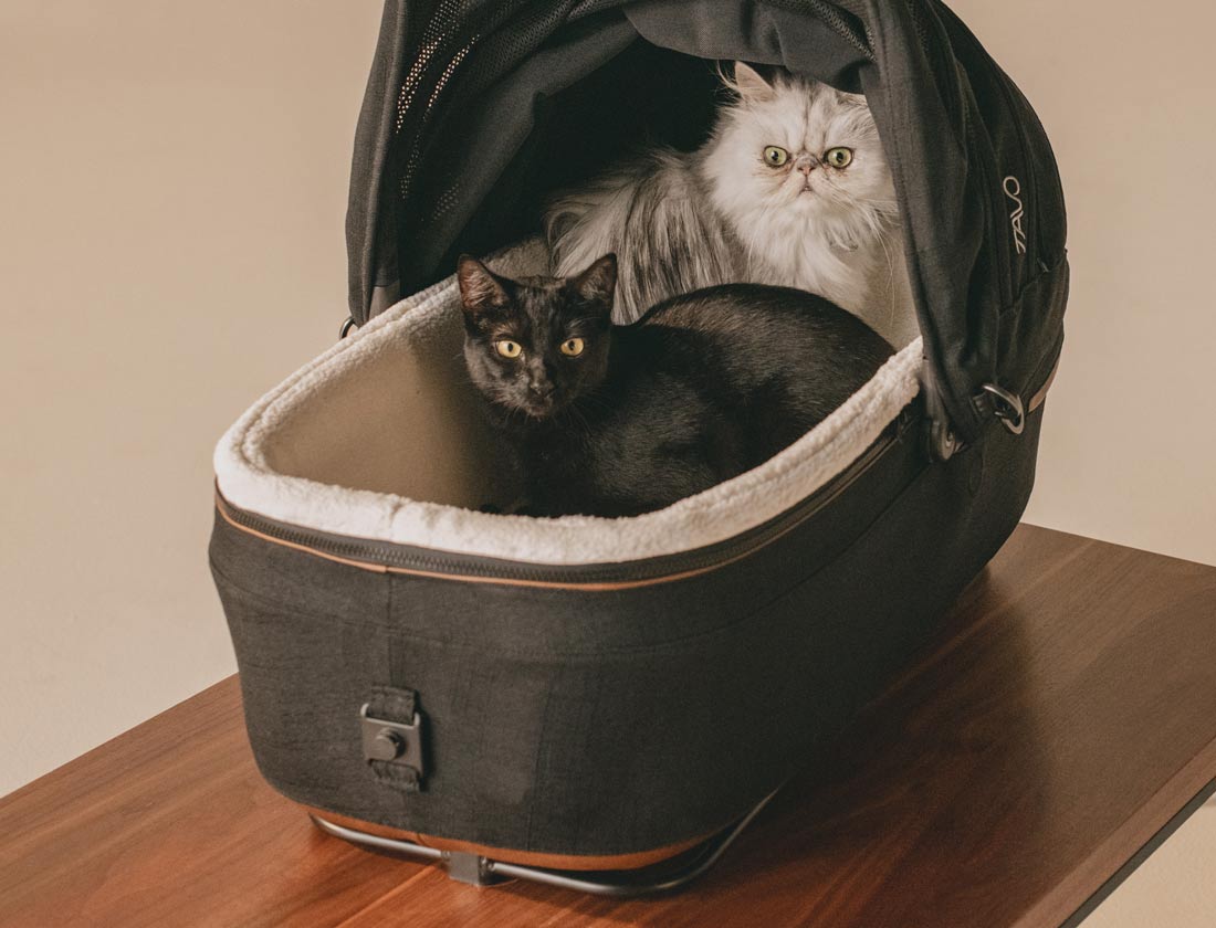 A black short-haired cat and a white long-haired cat laying together in a bet carrier with a soft lining.