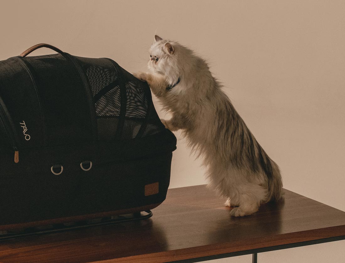 A white long haired cat with it's paws on a pet carrier